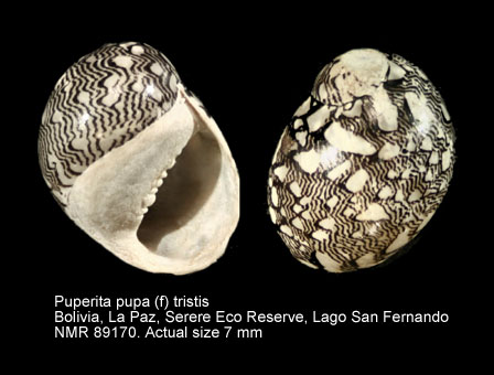 Puperita pupa (f) tristis.jpg - Puperita pupa (f) tristis (d'Orbigny,1842)